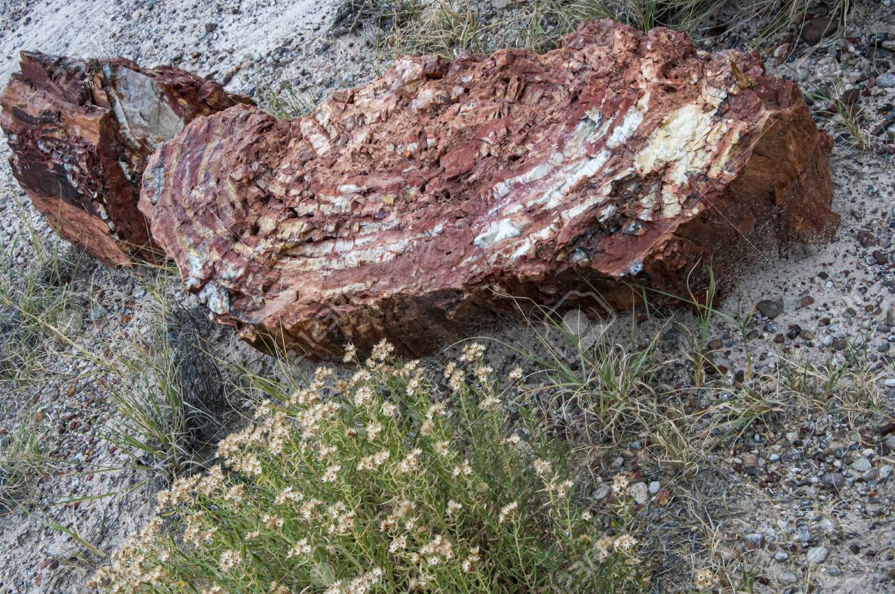 アメリカ アリゾナ州 Petrified Forest 珪化木化石 見い出せ